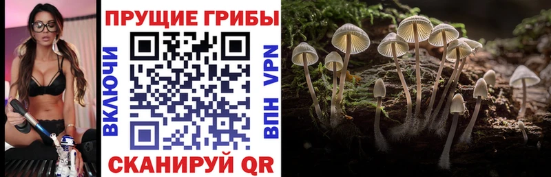 Галлюциногенные грибы прущие грибы  продажа наркотиков  Удачный 